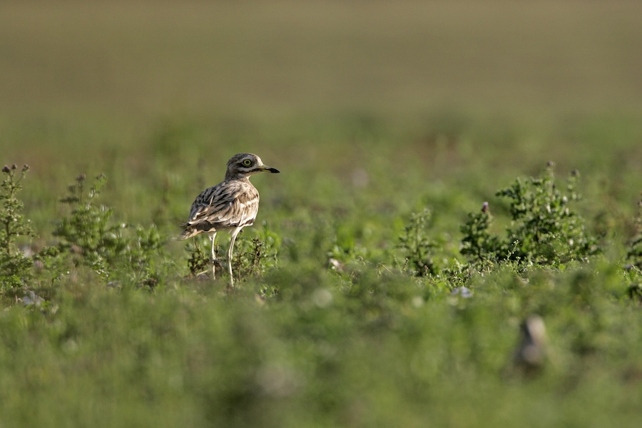 Projects working with farmers to bring endangered bird back from the brink celebrate over double the number of Stone-curlew thanks to 40 years of effort