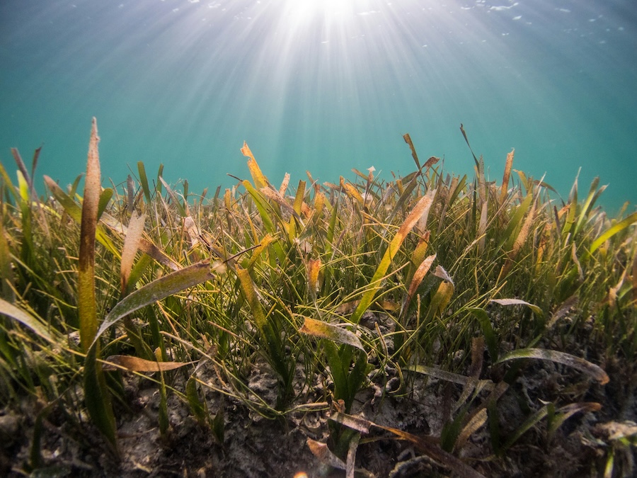 Save the Seagrasses: A Global Campaign to Protect Marine Meadows