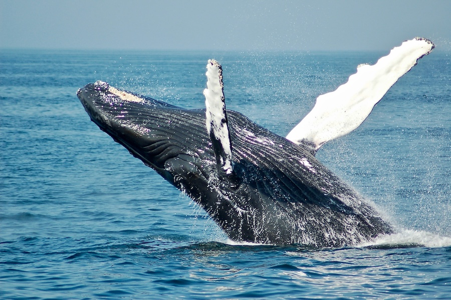Protecting the Giants of the Sea: The Global Challenge of Whale Ship Strikes