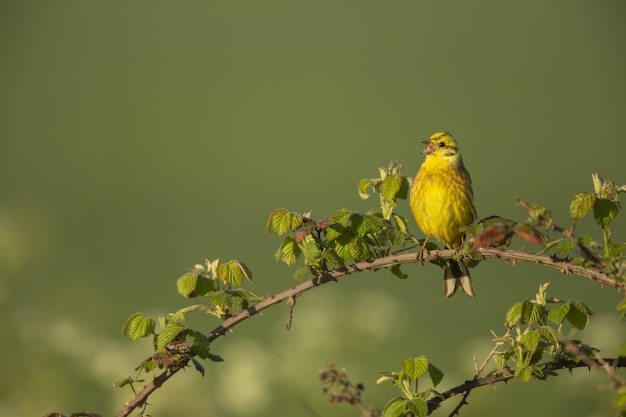 Solar farms managed for nature can benefit bird abundance and diversity