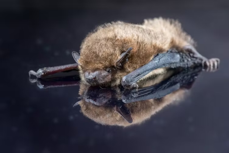 Why bats need tunnels