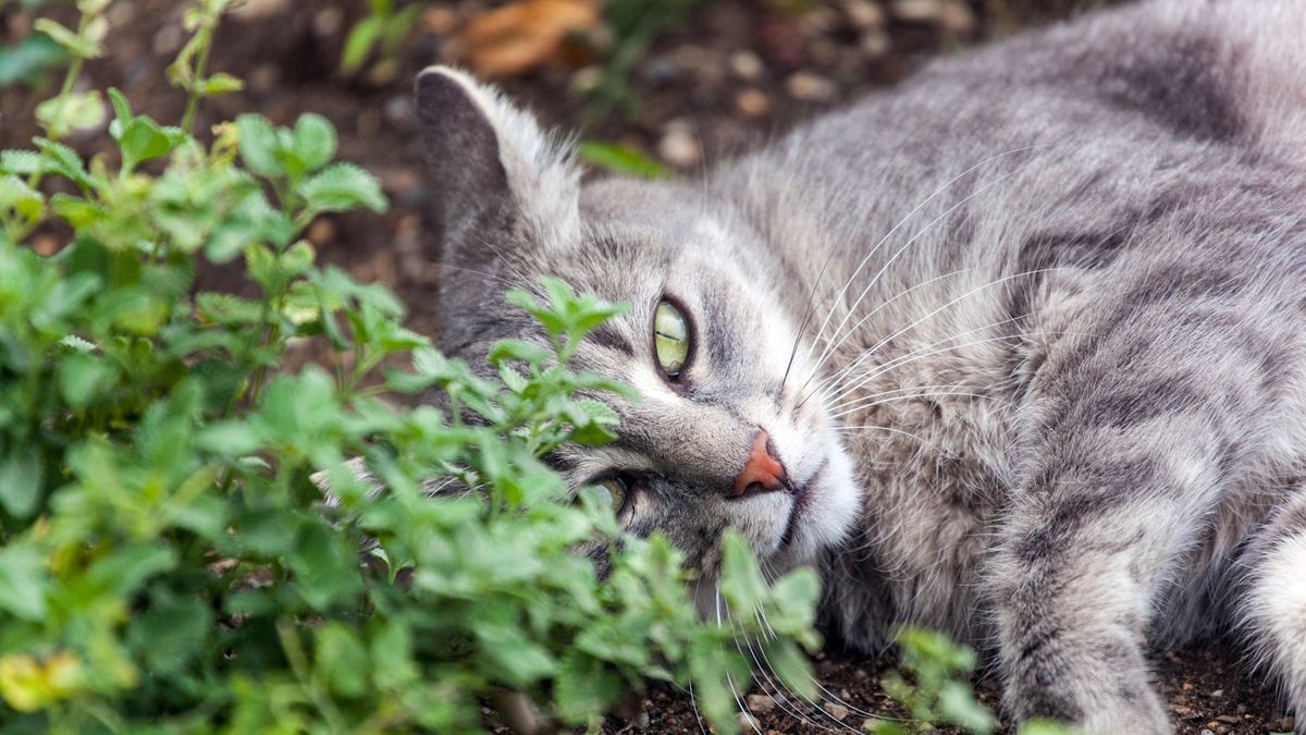 Wie man Katzenminze anbaut - Expertenberatung für diese unterschätzte, aromatische Pflanze, die die Erkältung toleriert