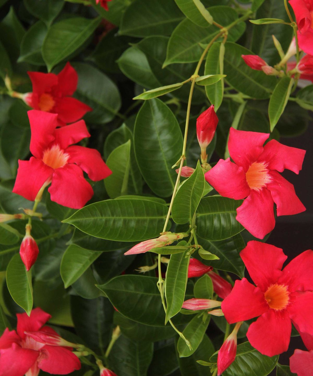 Wie man Mandevilla anbaut - fachkundige Ratschläge zur Kultivierung dieser tropischen blühenden Rebe, ein Juwel des brasilianischen Regenwaldes