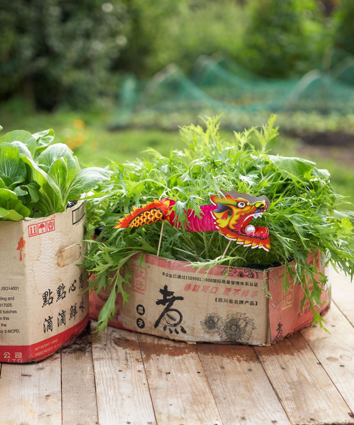 Wie man Pappe im Garten wiederverwendet - 6 clevere Wege, die Lieferkästen wiederverwenden können, kann Ihrem Garten zugute kommen