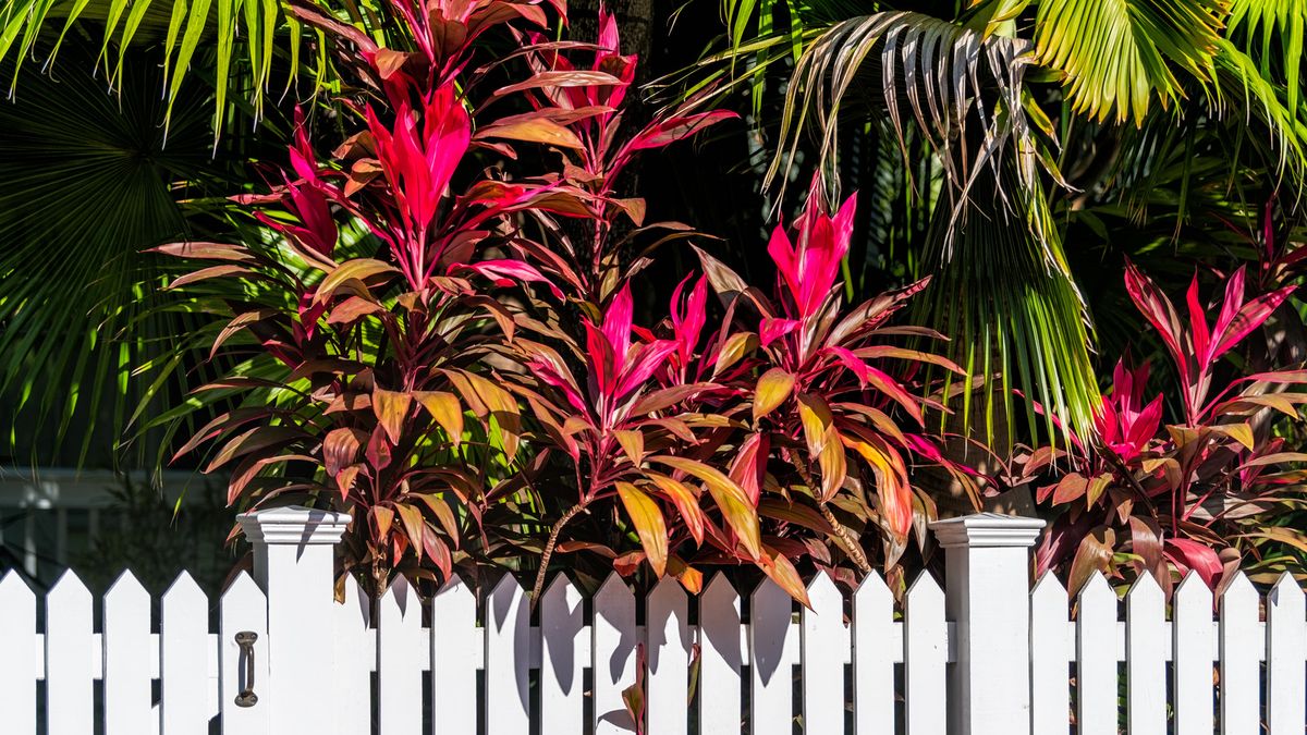 Wie man eine hawaiianische Ti -Pflanze anbaut - Verleihen Sie Ihrem Garten ein tropisches Gefühl und einen Hauch von Glück mit diesem fabelhaften Laub