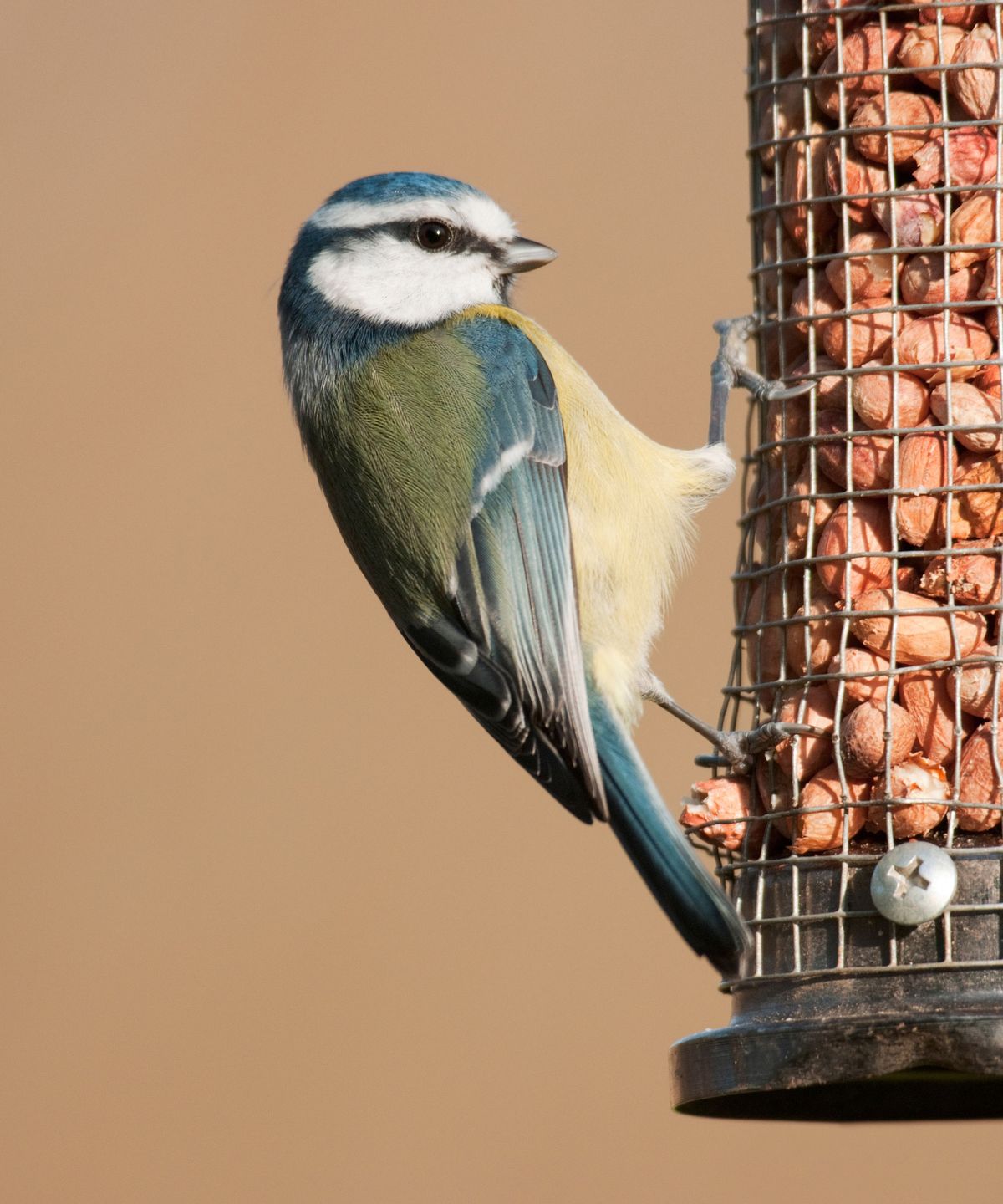 Wie man einen DIY -Flaschenvogelfutter macht - Ein erfahrener Ornithologe enthüllt, wie man alte Flaschen wiederverwendet, um lokalen Wildtieren zu helfen
