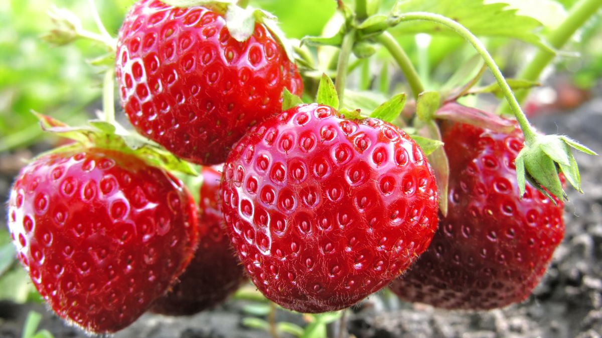 Willst du frühere Ernte und eine längere Jahreszeit von köstlichen Früchten? Hier ist alles, was Sie wissen müssen, um Erdbeeren zu erzwingen