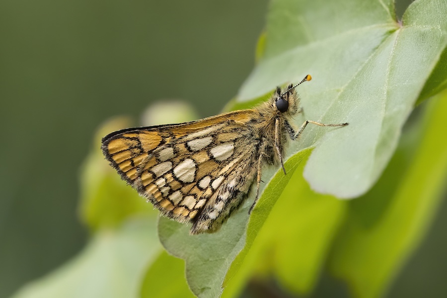 Genetic study of England's newly-reintroduced butterfly population surprises scientists