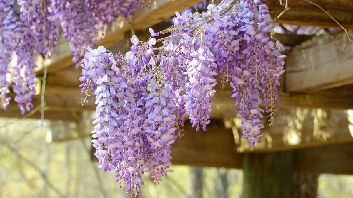Beste duftende Frühlingsblüten-Stauden-5 charmante Auswahlmöglichkeiten, um in dieser Saison einen entzückenden Duft in Ihren Garten zu verleihen