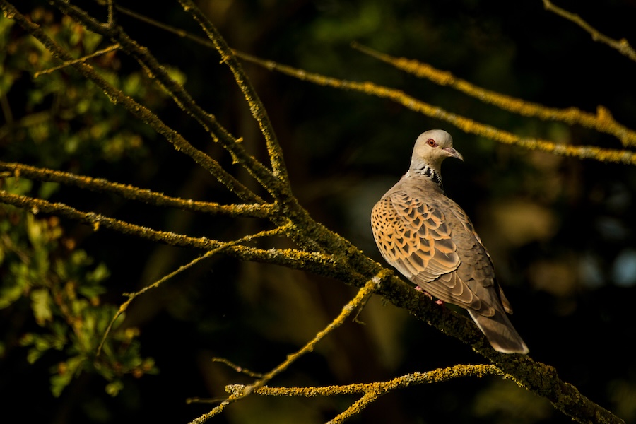 Evaluating Protected Areas for migratory birds