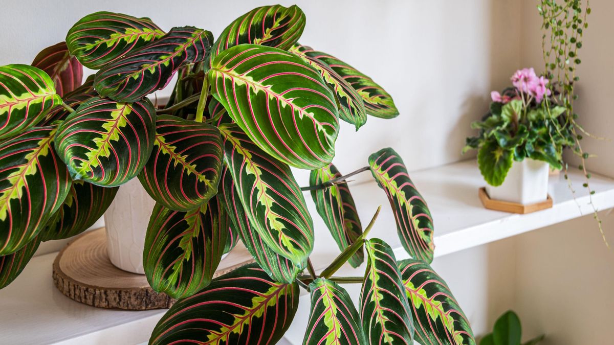 Blühen Gebetspflanzen? Der Gartenbau -Experte enthüllt, wie die genaue Umgebung geschaffen wird, die für die Blüte erforderlich ist