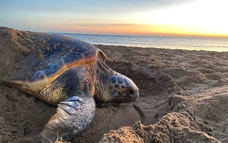 Climate change could make more turtles female – but some are starting to adapt