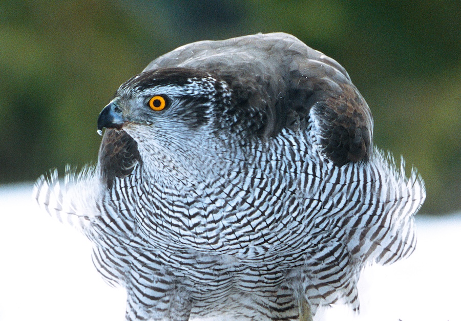 Goshawks are slowly spreading and adapting to potential new habitats – new research