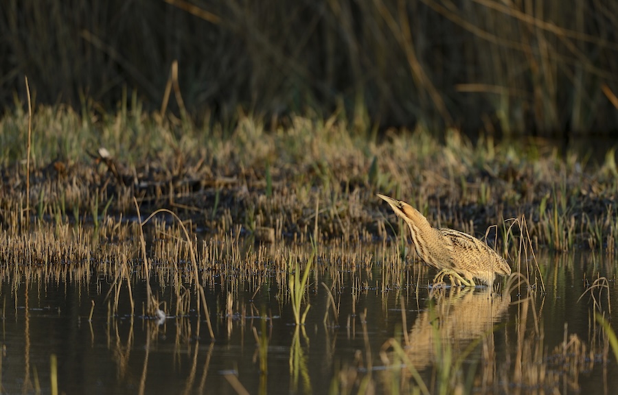 A booming success: another record-breaking year for UK’s loudest bird
