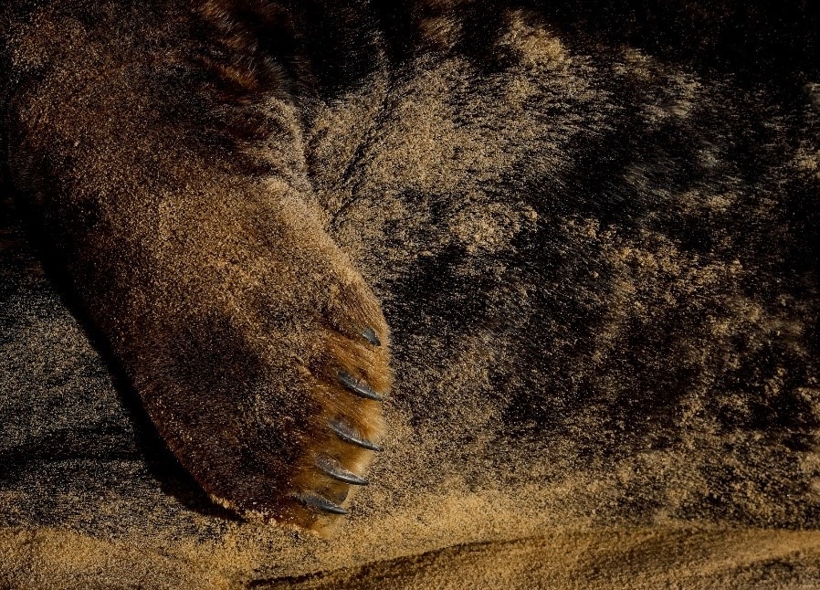 Winners of Mammal Photographer and Illustrator of the Year 2025 Reveal ‘Extraordinary Perspectives’ on British Mammals