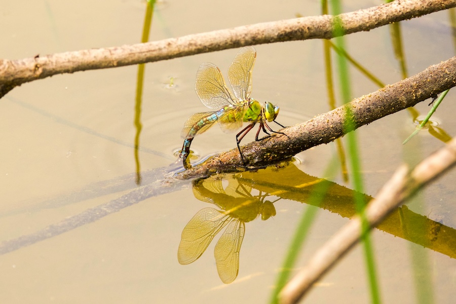 UK Planning and Infrastructure Bill: Environmental Impact and Wildlife Concerns