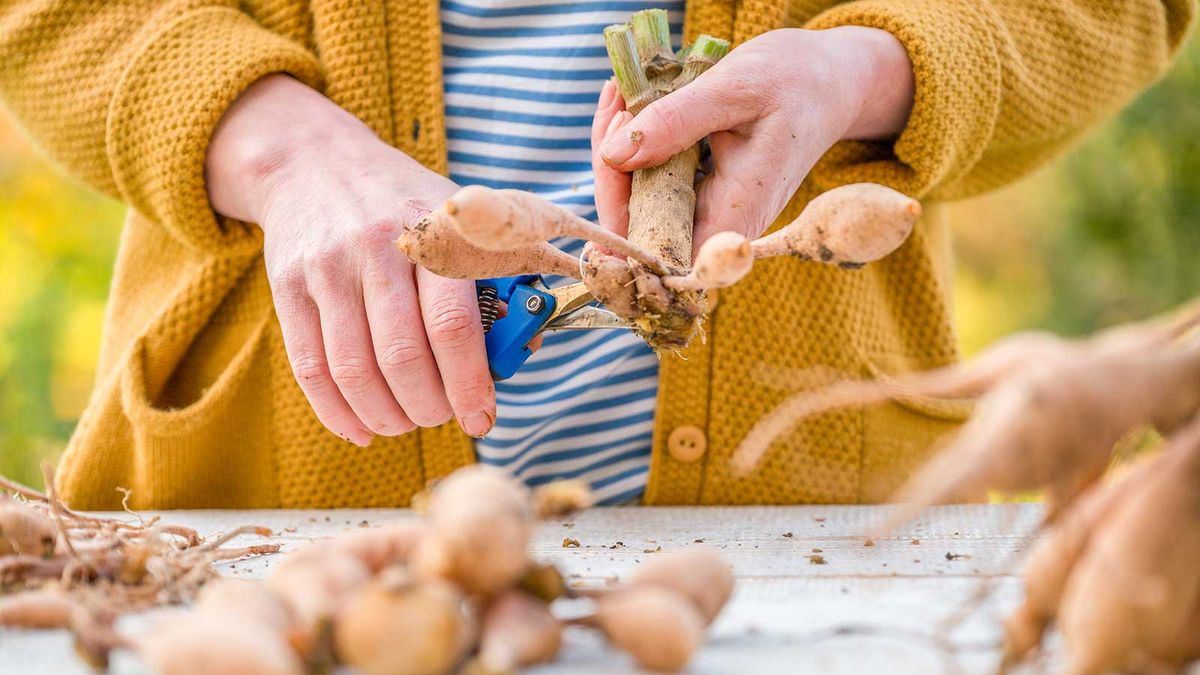 Jetzt ist es an der Zeit, Dahlia -Knollen zu teilen, die bereit sind. Entdecken Sie, wie Sie Ihre exquisiten Sommerblüten kostenlos multiplizieren können, bevor es zu spät ist