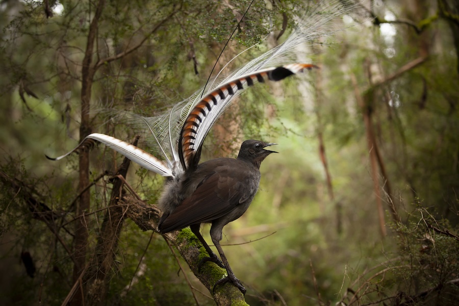 Lyrebirds, famed for their mimicry, are also forest farmers, finds new research