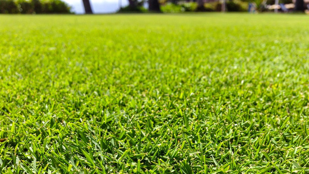 Schlitzsaat Ein Rasen ist ideal für die Wiederbelebung dünner oder fleckiger Gras - Rasenexperten zeigen, wann und wie diese moderne Methode der Übersesse durchführt