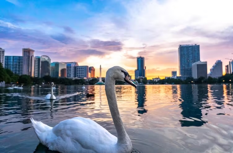 Why some animals defy the odds to thrive in urban areas