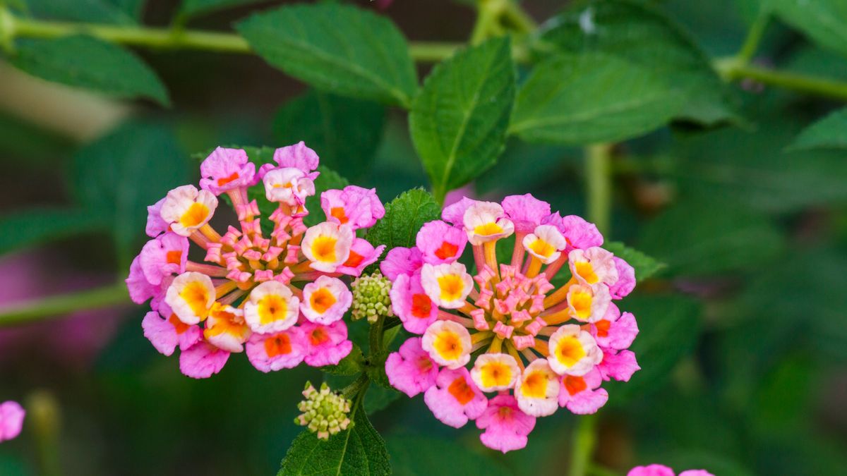 Wie man Lantana in Töpfen wächst - und sogar winzige Gärten mit Massen kaleidoskopischer Blumen in diesem Jahr verwandelt