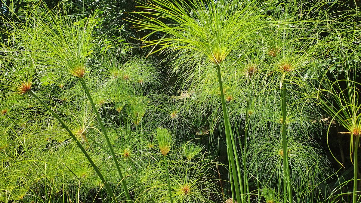 Wie man Papyrus im Freien anbaut-und ein Feuerwerk wie Laub aus diesen leicht zu erbauten, feuchtigkeitsliebenden Pflanzen genießen