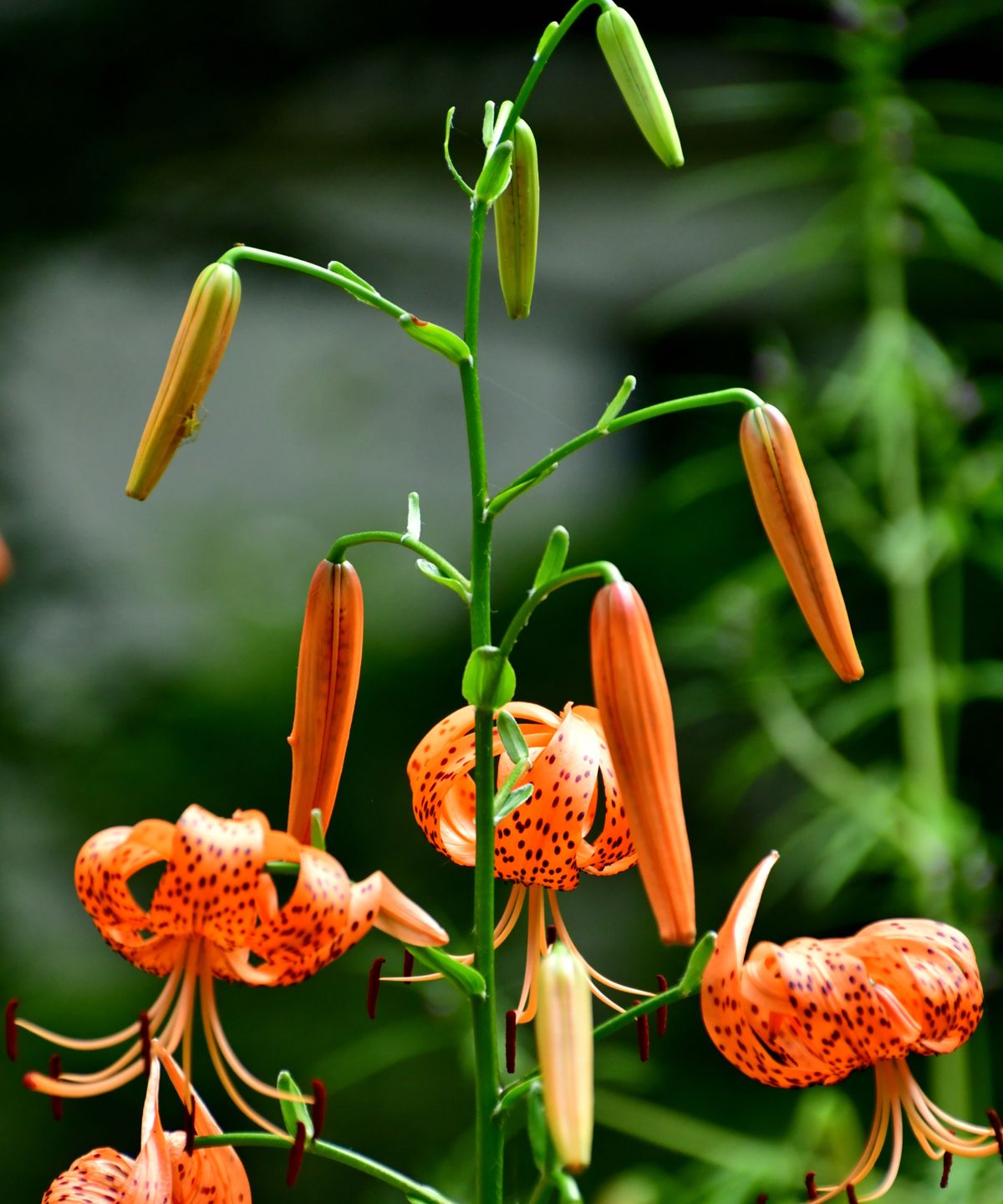 Wie man Tiger Lily züchtet - Sie werden nicht glauben, wie einfach es ist, Ihrem Garten einen exotischen, teuren Look mit diesen harten Stauden hinzuzufügen