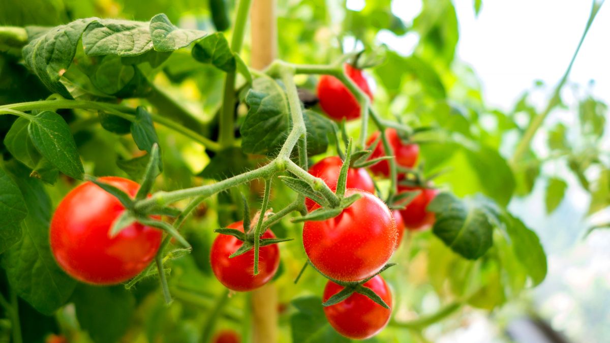Wie man eine gebrochene Tomatenpflanze repariert - und werfen Sie nie wieder eine andere weg