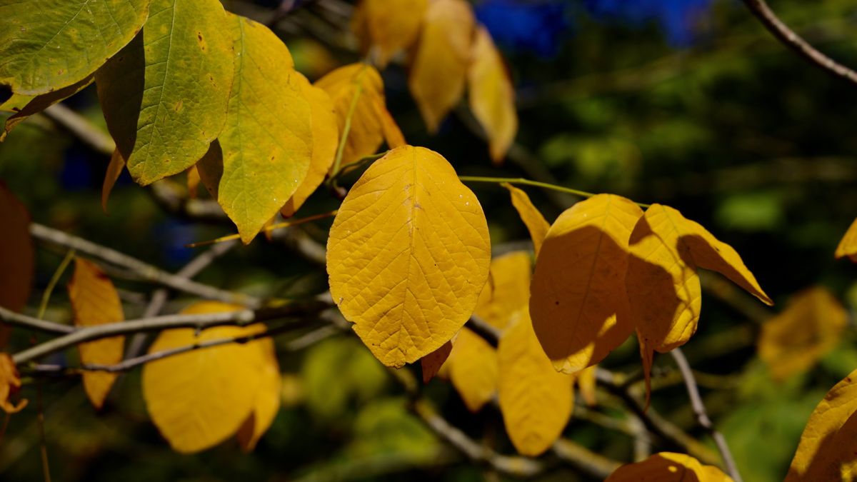 Wie und wann man einen Yellowwood -Baum beschneiden kann - Warum Baumweiser sagen, dass es wichtig ist, junge Bäume zu schneiden, um eine lange Lebensdauer zu gewährleisten