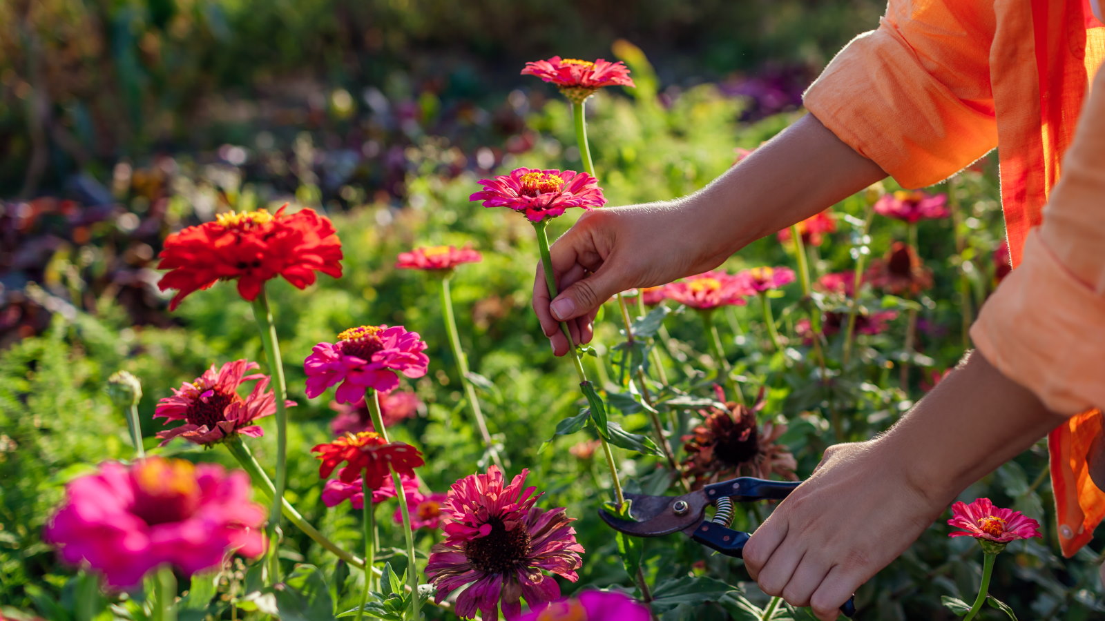 Eine Garten-Zinnie blüht in einem Schnittblumengarten