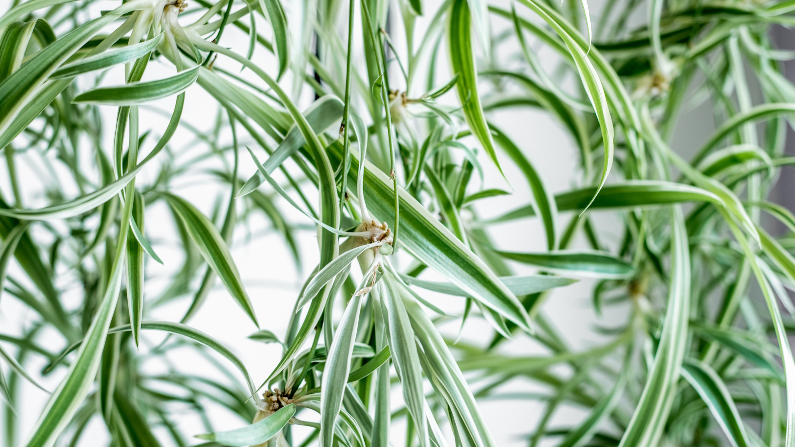 Nahaufnahme von kleinen Spinnenpflanzen, die von einer Mutterpflanze herabhängen
