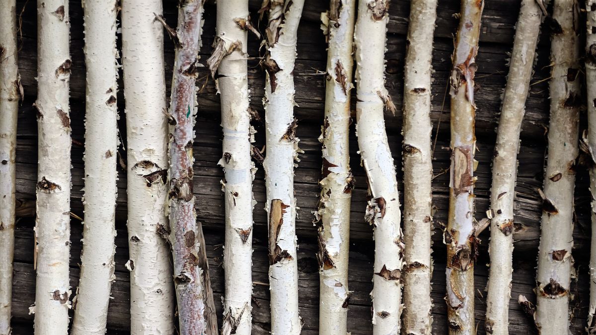 10 beste Bäume mit ungewöhnlicher Rinde für das ganze Jahr über Interesse-lassen Sie helle Blüten und farbenfrohe Laub nicht den ganzen Ruhm in Ihrem Garten nehmen