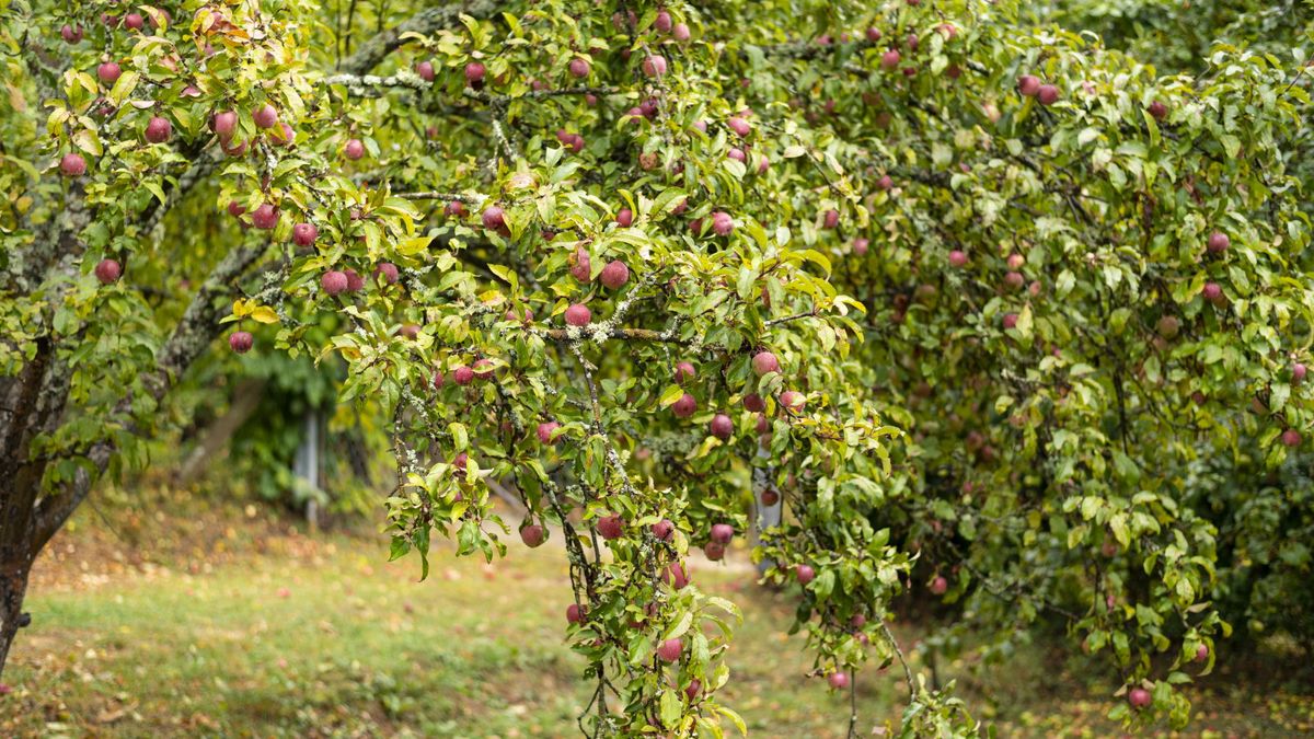 7 Pflanzen, die nicht neben Obstbäumen wachsen können - vermeiden Sie diese potenziell zerstörerischen Paarungen, wenn Sie Stoßfängerpflanzen wünschen