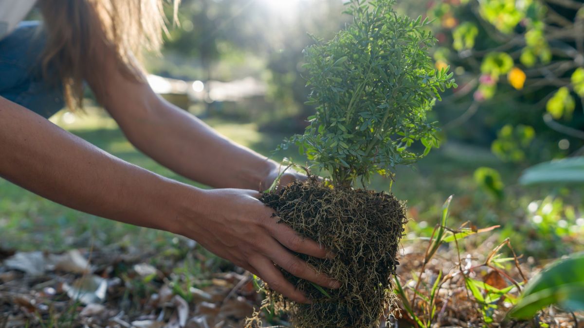 7 Sträucher zum Pflanzen im April, um Betten und Grenzen zu verwandeln - einschließlich einheimischer Pflanzen und Büsche, die für trockene oder feuchte Flecken geeignet sind