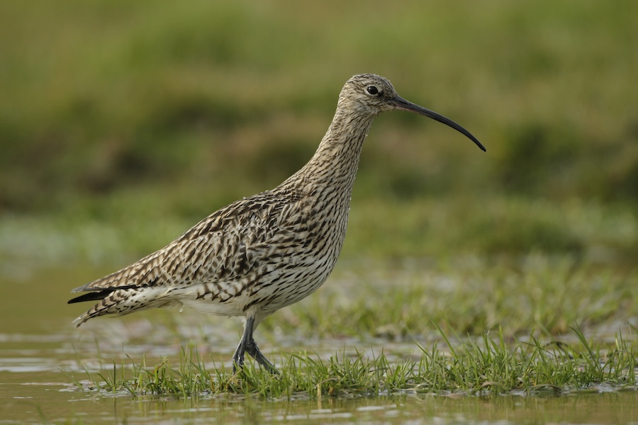 Curlew populations recovering as invasive stoats are removed from Orkney
