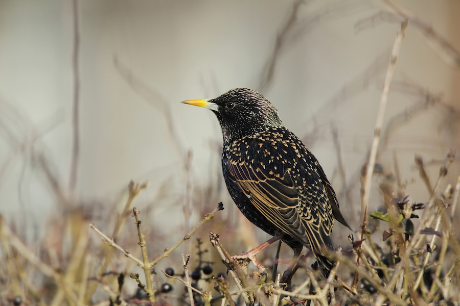 The RSPB Big Garden Birdwatch Results 2025