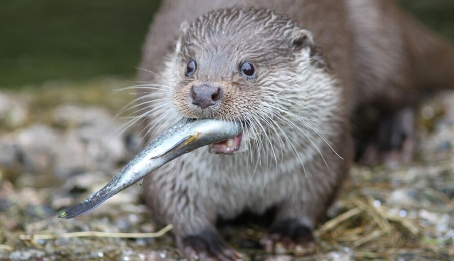 Save the Otters Friend of the Sea