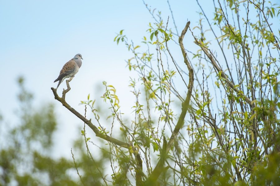 Rapid recovery of Turtle Doves on Western European Flyway brings conservationists and farmers hope for UK population