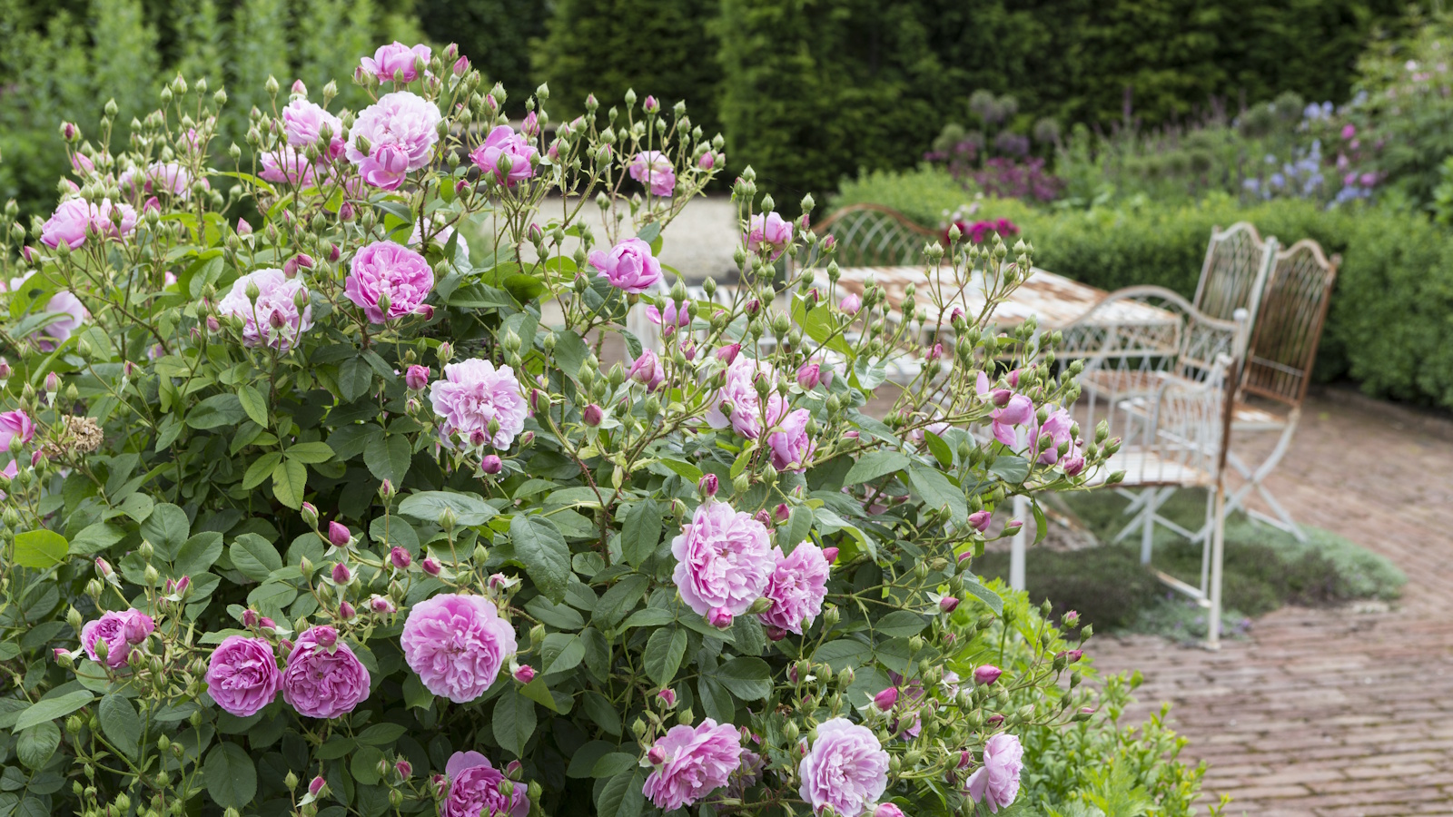 Pink shrub rose in bloom, growing alongside a patio area with metal table and chairs