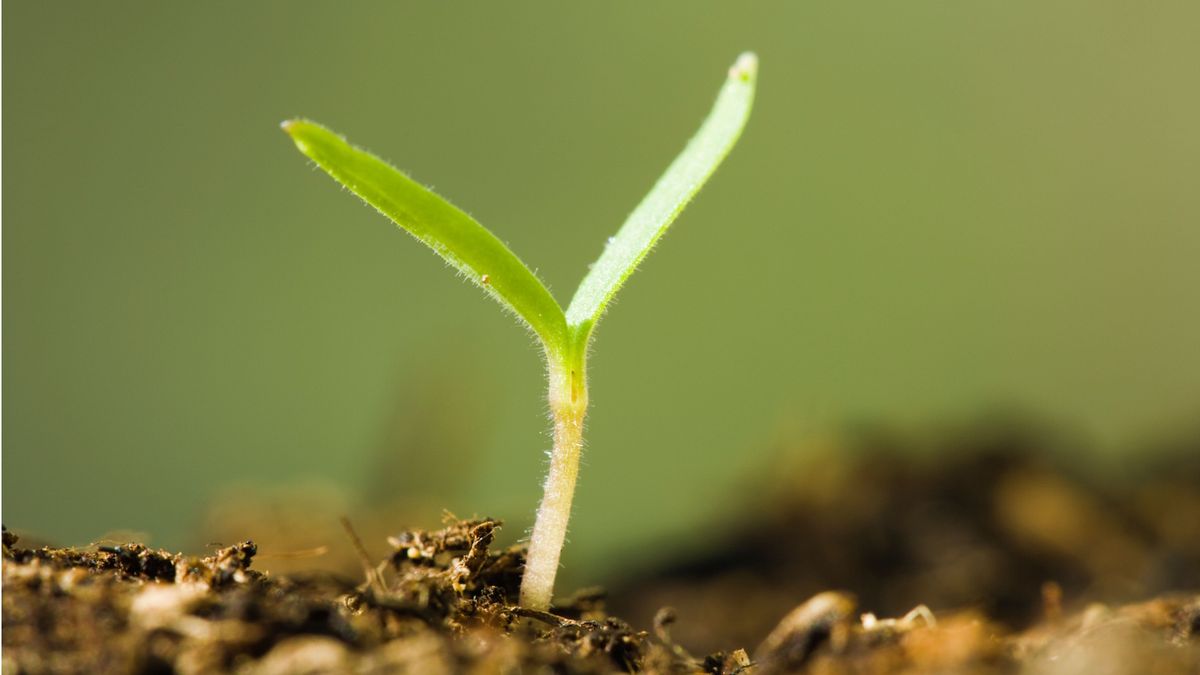 Experten sagen, dass sie nach dem Testen mit dieser fehlsicheren Methode nur hausgemachte Kompost verwenden sollen-sie garantieren einen gesunden Boden und unterstützen das Pflanzenwachstum