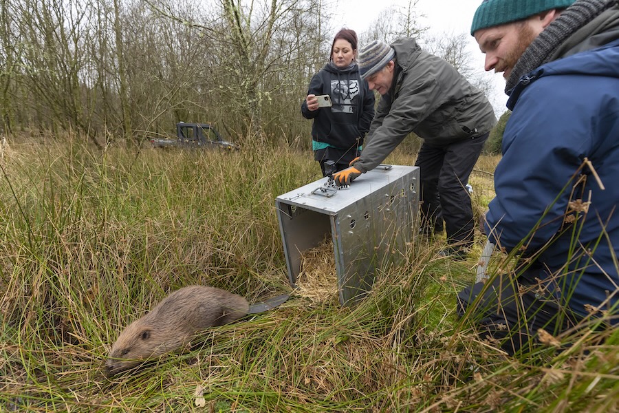 ‘Cowardly stalling’ on beavers by NatureScot slammed by famous family farm