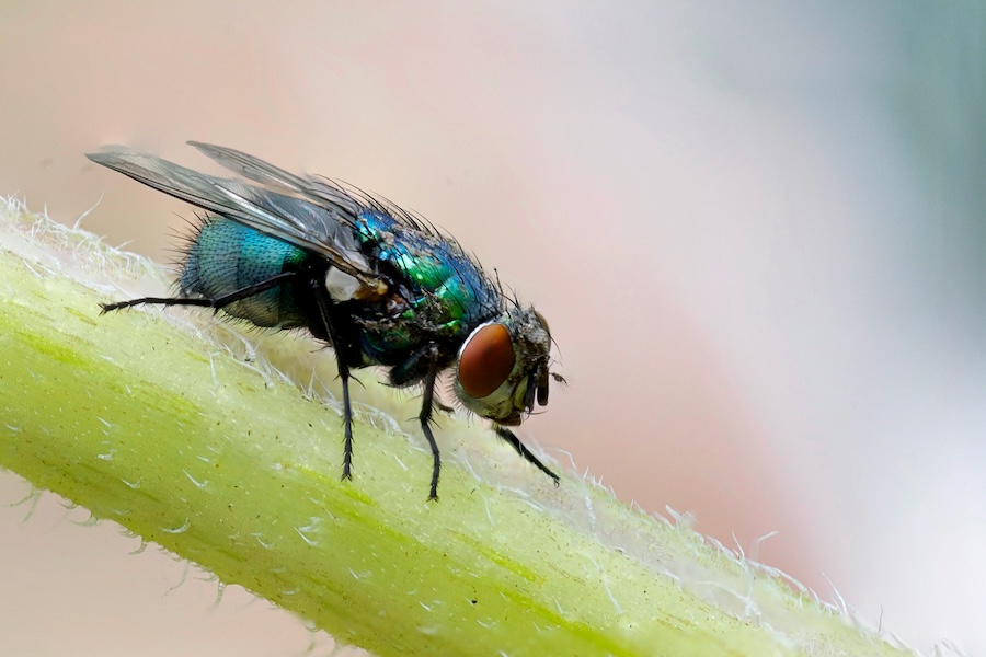 Flies are masters of migration – it’s about time they got some credit