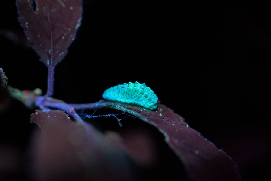 Glow-in-the-dark caterpillar hunting could shine new light on butterfly secrets