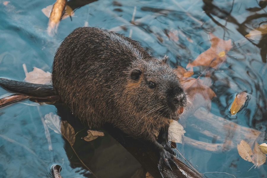 NatureScot accused of ‘great beaver betrayal’