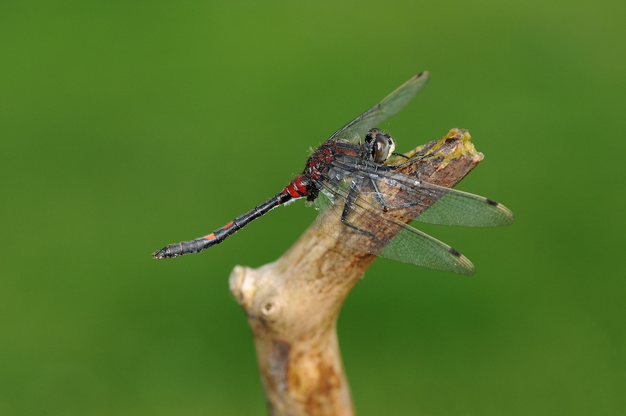 Rare dragonfly introduced into a hidden corner of Cumbria