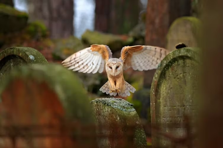Urban cemeteries are at capacity – here’s how they can be more sustainable