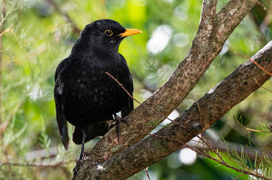 Virus continues to threaten Blackbirds