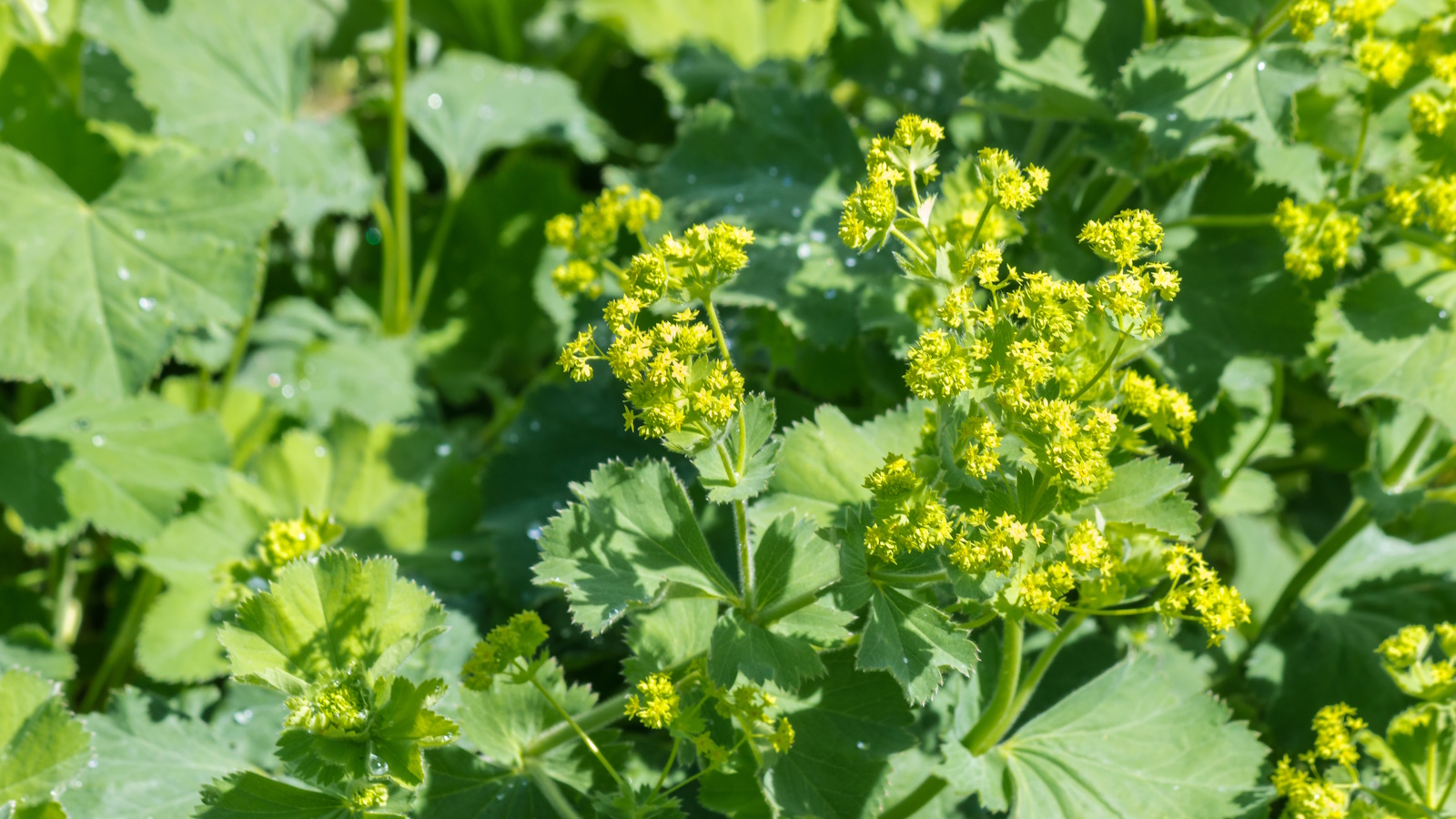 Alchemilla mollis, or lady's mantle, with green leaves and yellow flowers in a sunny border