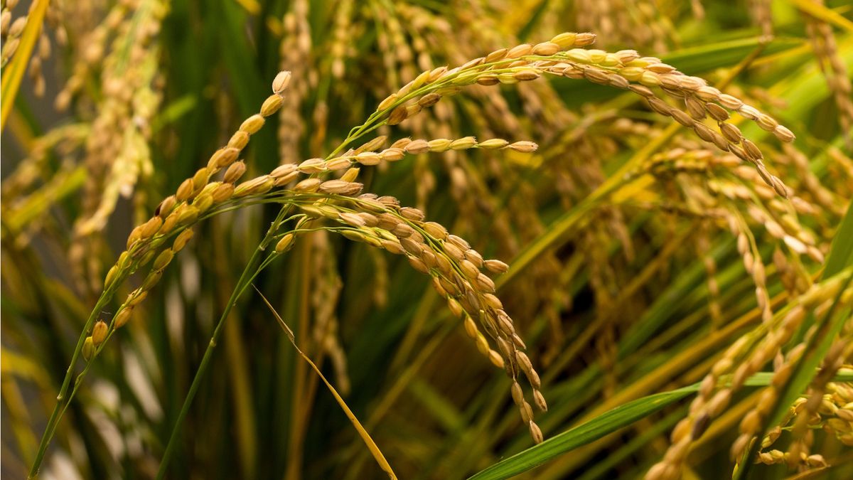 Was sind Reis Rucks für die Gartenarbeit? Ein Eco-Experte enthüllt, wie dieses Nebenprodukt verwendet werden kann, um Ihre Bodenstruktur und Ihr Pflanzenwachstum zu verändern