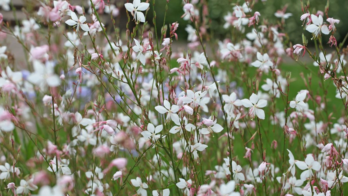Wie man Gaura annimmt - und den Garten mit herrlichem, tanzendem Beeblossom steigern